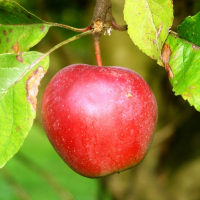 lepota45067