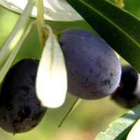 lepota50289