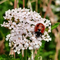 Lepota23 077