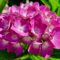 Lepota30 078