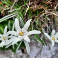 Lepota31 043