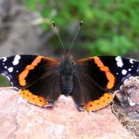 lepota25071