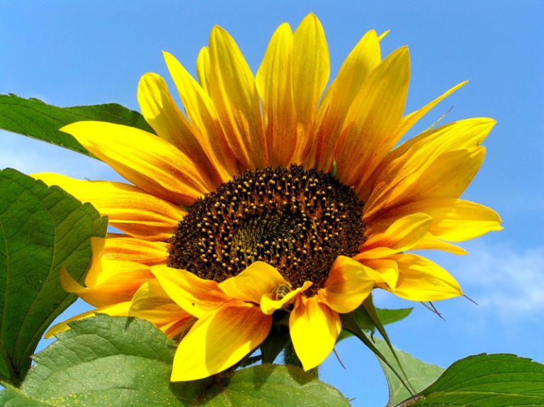 Tebi ...